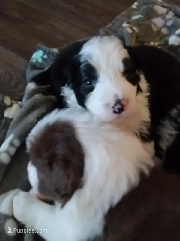 Whiskey – Border Collie puppy for sale in Granite Falls, NC