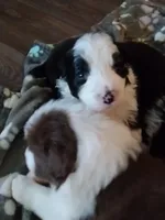 Whiskey, a male Border Collie for sale in Granite Falls, NC – Photo 1 of 3