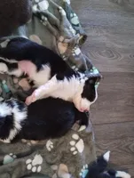 Whiskey, a male Border Collie for sale in Granite Falls, NC – Photo 2 of 3