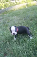 Red, a male Boston Terrier for sale in Tarboro, NC – 3 of 3