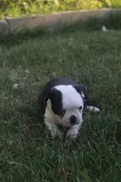 Pink, a female Boston Terrier for sale in Tarboro, NC – 3 of 3