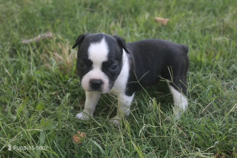 Brown – Boston Terrier puppy for sale in Tarboro, NC