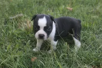 Brown, a male Boston Terrier for sale in Tarboro, NC – 1 of 3