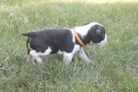 Orange, a female Boston Terrier for sale in Tarboro, NC – 2 of 3