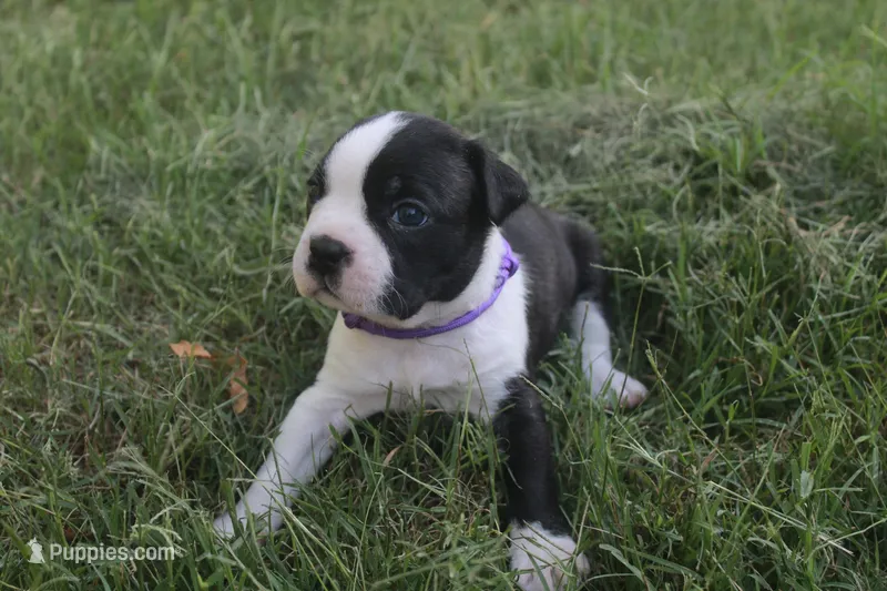 Purple – Boston Terrier puppy for sale in Tarboro, NC