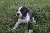 Purple, a male Boston Terrier for sale in Tarboro, NC – 1 of 3