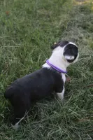 Purple, a male Boston Terrier for sale in Tarboro, NC – 2 of 3