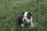 Blue, a male Boston Terrier for sale in Tarboro, NC – 3 of 3