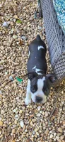 Yellow, a male Boston Terrier for sale in Tarboro, NC – 3 of 6