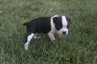 White, a male Boston Terrier for sale in Tarboro, NC – 3 of 3