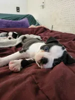 Peanut Butter, a male Boston Terrier for sale in Tarboro, NC – Photo 2 of 2