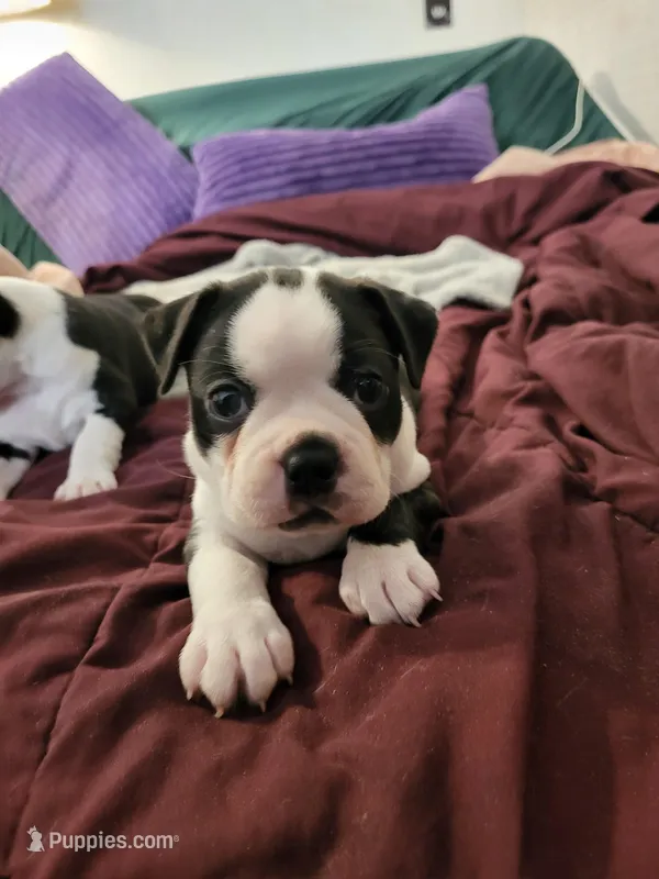 Peanut Butter – Boston Terrier puppy for sale in Tarboro, NC