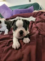 Peanut Butter, a male Boston Terrier for sale in Tarboro, NC – Photo 1 of 2