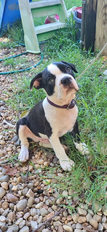 Purple – Boston Terrier puppy for sale in Tarboro, NC