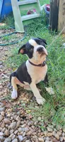 Purple, a male Boston Terrier for sale in Tarboro, NC – 1 of 6
