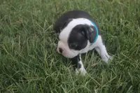 Blue, a male Boston Terrier for sale in Tarboro, NC – 2 of 3