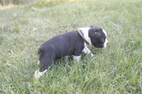 Brown, a male Boston Terrier for sale in Tarboro, NC – 2 of 3