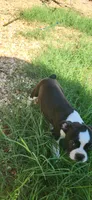 Brown, a male Boston Terrier for sale in Tarboro, NC – 2 of 5
