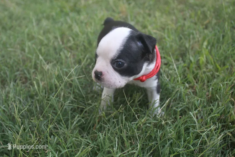 Red – Boston Terrier puppy for sale in Tarboro, NC