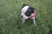 Red, a male Boston Terrier for sale in Tarboro, NC – 1 of 3