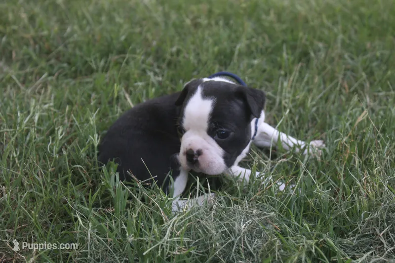 Navy (Dark Blue) – Boston Terrier puppy for sale in Tarboro, NC