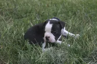 Navy (Dark Blue), a female Boston Terrier for sale in Tarboro, NC – 1 of 3