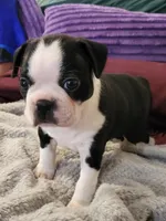 Jelly, a female Boston Terrier for sale in Tarboro, NC – Photo 2 of 2