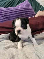 Jelly, a female Boston Terrier for sale in Tarboro, NC – Photo 1 of 2