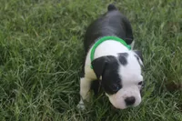 Green, a male Boston Terrier for sale in Tarboro, NC – 3 of 3