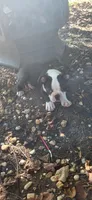 Blue, a male Boston Terrier for sale in Tarboro, NC – 2 of 5