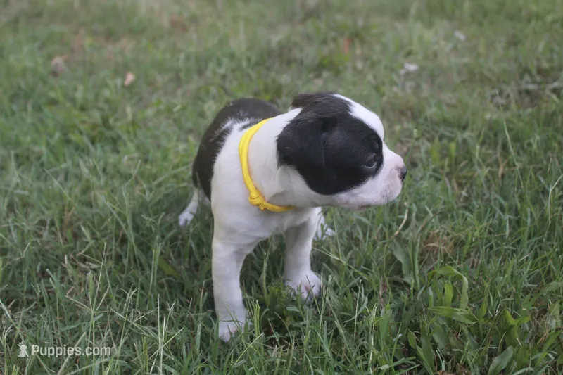 Yellow – Boston Terrier puppy for sale in Tarboro, NC