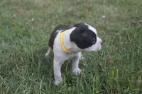 Yellow, a male Boston Terrier for sale in Tarboro, NC – 1 of 3