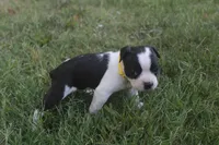 Yellow, a male Boston Terrier for sale in Tarboro, NC – 3 of 3