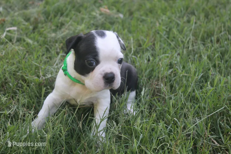 Green – Boston Terrier puppy for sale in Tarboro, NC