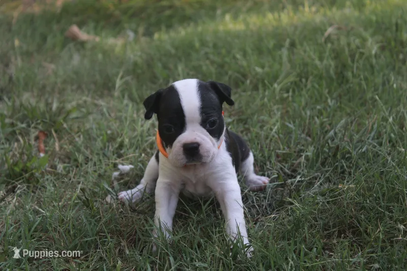 Orange – Boston Terrier puppy for sale in Tarboro, NC