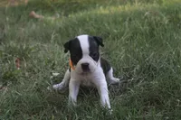 Orange, a female Boston Terrier for sale in Tarboro, NC – 1 of 3