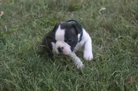 Navy (Dark Blue), a female Boston Terrier for sale in Tarboro, NC – 3 of 3