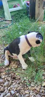 Purple, a male Boston Terrier for sale in Tarboro, NC – 2 of 6