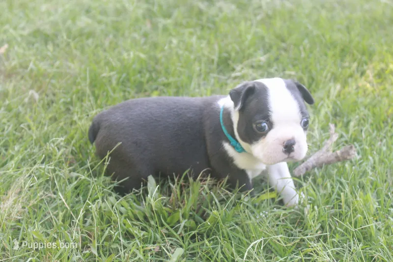 Blue – Boston Terrier puppy for sale in Tarboro, NC