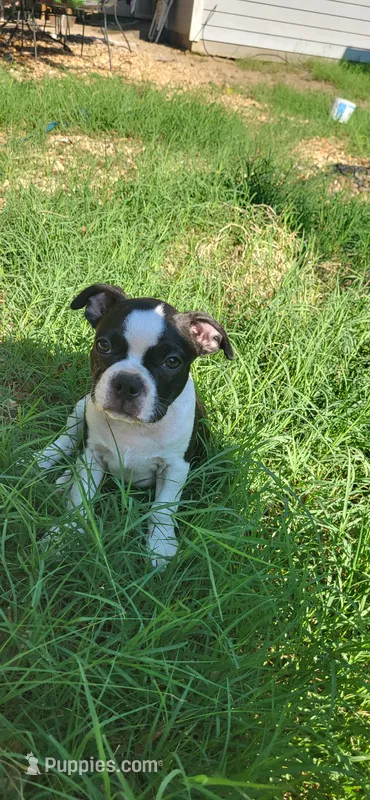 Brown – Boston Terrier puppy for sale in Tarboro, NC