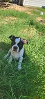 Brown, a male Boston Terrier for sale in Tarboro, NC – 1 of 5