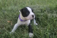 Purple, a male Boston Terrier for sale in Tarboro, NC – 3 of 3