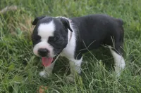 Brown, a male Boston Terrier for sale in Tarboro, NC – 3 of 3