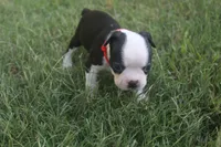 Red, a male Boston Terrier for sale in Tarboro, NC – 2 of 3