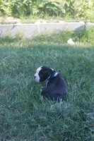 Navy (Dark Blue), a female Boston Terrier for sale in Tarboro, NC – 2 of 3