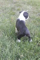 White, a male Boston Terrier for sale in Tarboro, NC – 2 of 3