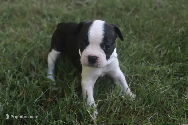 White – Boston Terrier puppy for sale in Tarboro, NC