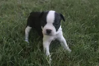 White, a male Boston Terrier for sale in Tarboro, NC – 1 of 3