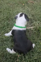 Green, a male Boston Terrier for sale in Tarboro, NC – 2 of 3