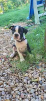Purple, a male Boston Terrier for sale in Tarboro, NC – 3 of 6